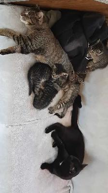 tabby/tuxedo kittens - Photo 5