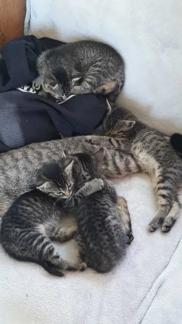 tabby/tuxedo kittens - Photo 6