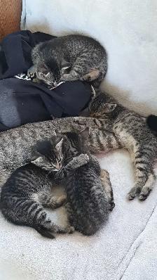 tabby/tuxedo kittens - Photo 6