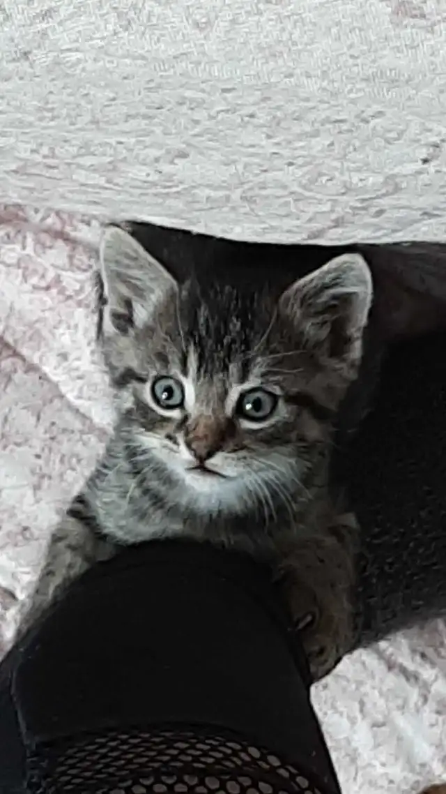 tabby/tuxedo kittens - Photo 7