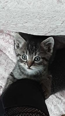 tabby/tuxedo kittens - Photo 7