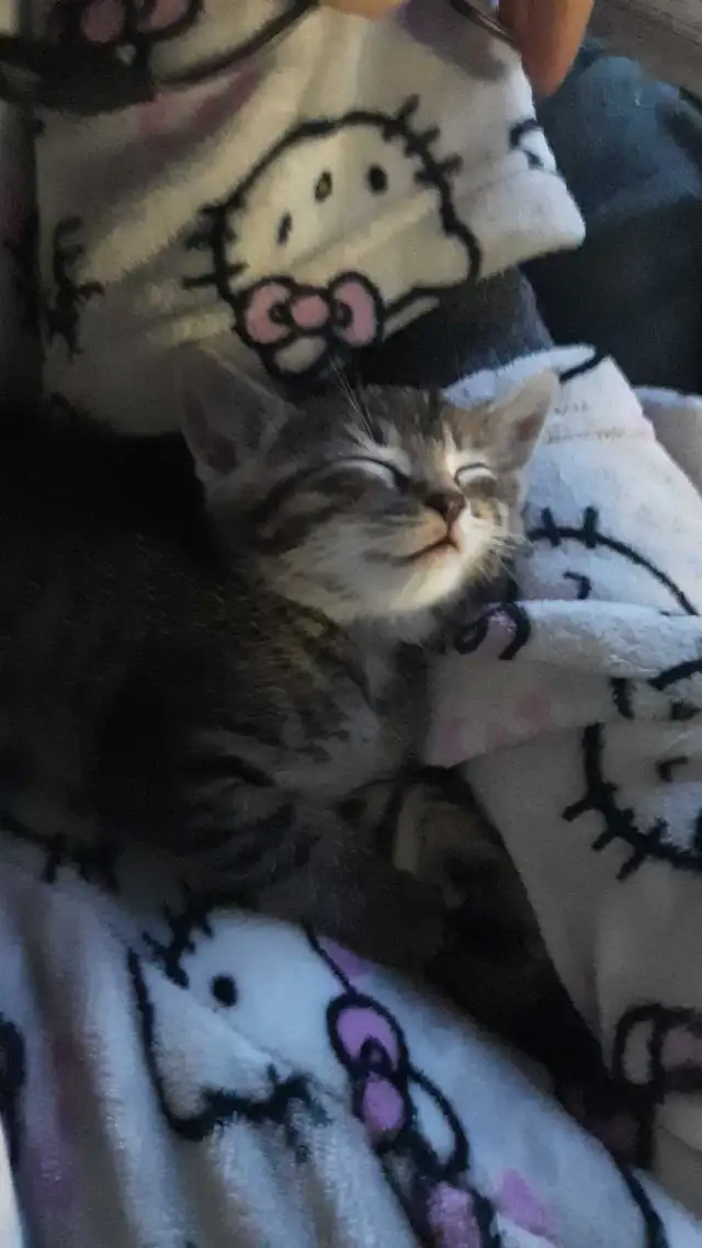 tabby/tuxedo kittens - Photo 8