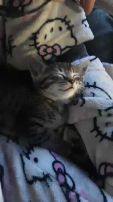 tabby/tuxedo kittens - Photo 8