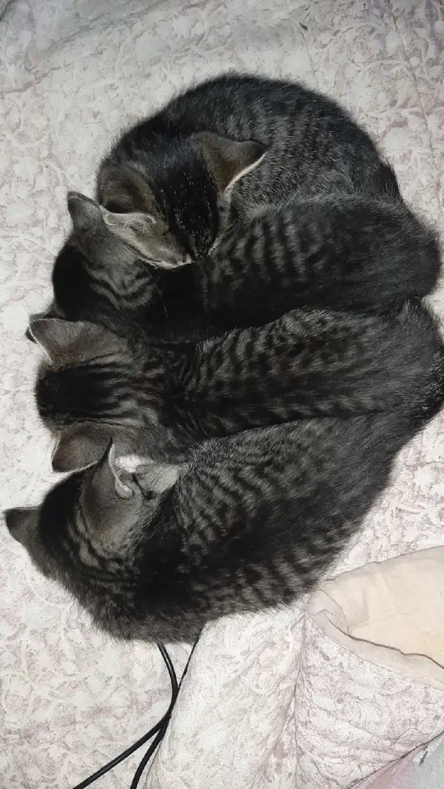 tabby/tuxedo kittens - Photo 9