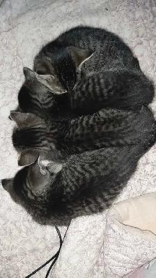 tabby/tuxedo kittens - Photo 9