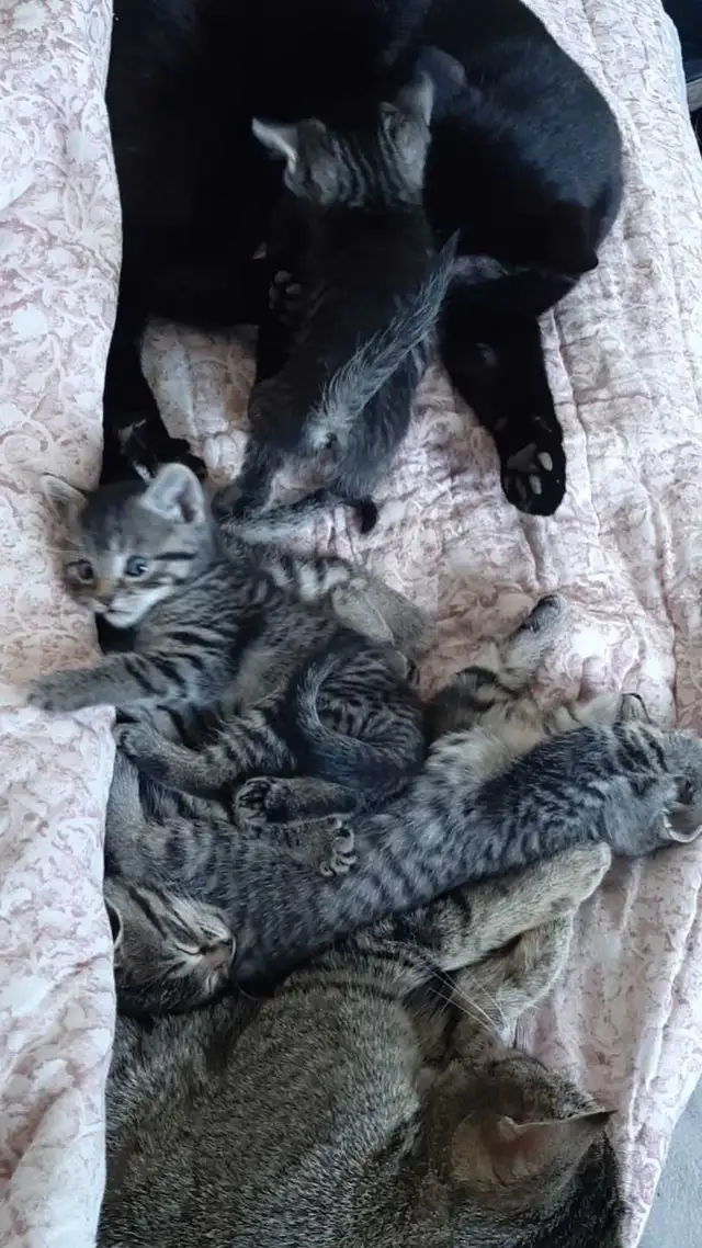 tabby/tuxedo kittens - Photo 10