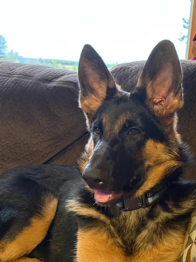 German Shepard Puppies - Photo 3