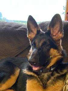 German Shepard Puppies - Photo 3