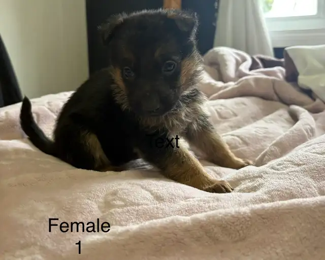 German Shepard Puppies - Photo 4