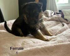 German Shepard Puppies - Photo 4