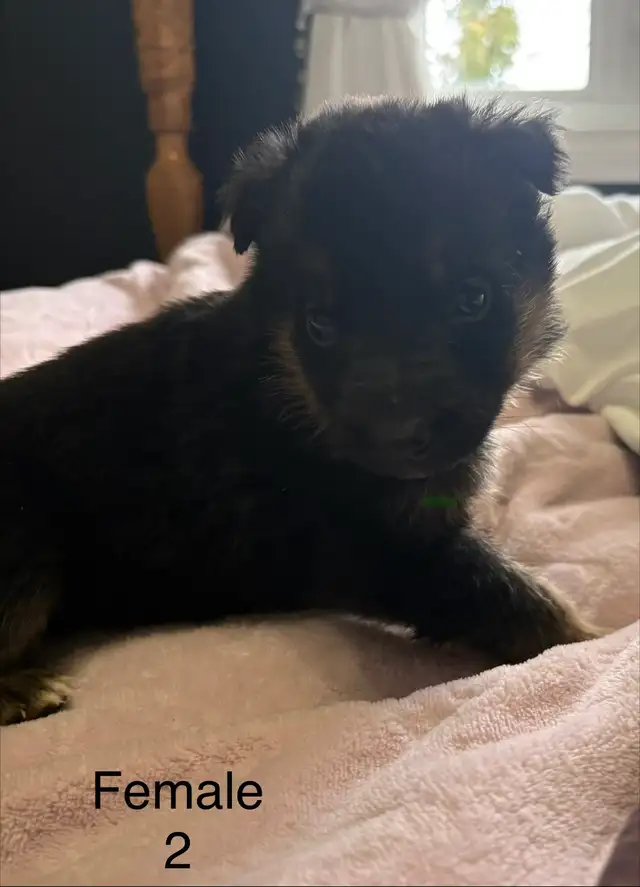 German Shepard Puppies - Photo 5