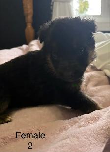 German Shepard Puppies - Photo 5