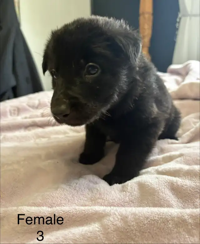German Shepard Puppies - Photo 6