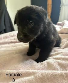 German Shepard Puppies - Photo 6