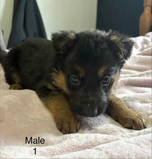 German Shepard Puppies - Photo 7