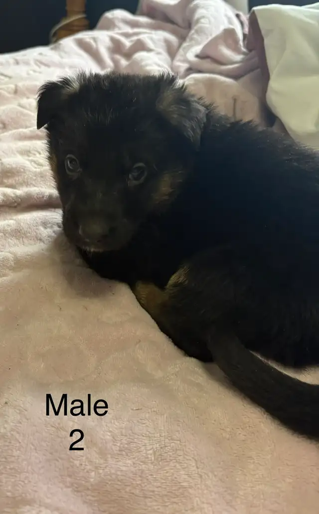 German Shepard Puppies - Photo 8