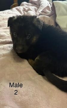 German Shepard Puppies - Photo 8