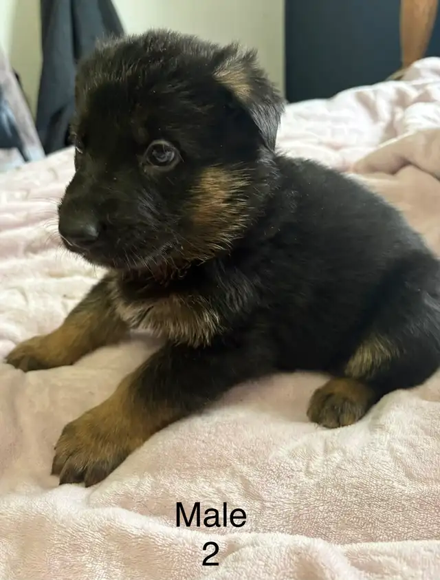 German Shepard Puppies - Photo 9