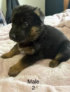 German Shepard Puppies - Photo 9