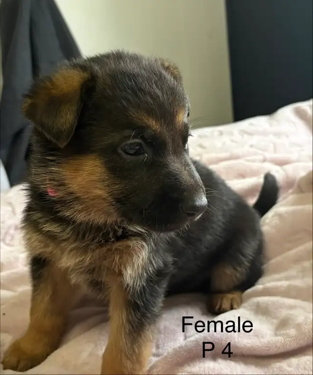 German Shepard Puppies - Photo 10