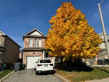 For Rent : Beautiful 3 Bed 3 Bath, Prime location - Photo 3