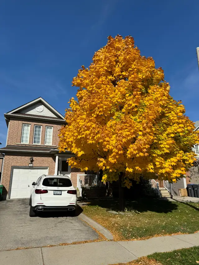 For Rent : Beautiful 3 Bed 3 Bath, Prime location - Photo 4