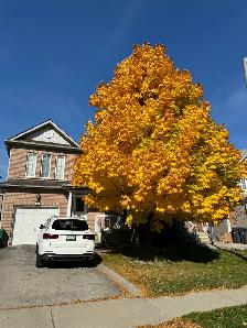 For Rent : Beautiful 3 Bed 3 Bath, Prime location - Photo 4