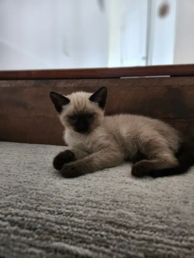 Adorable Kittens