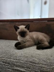 Adorable Kittens