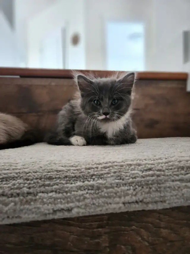 Adorable Kittens - Photo 2
