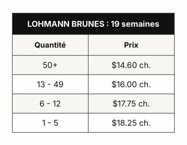 Poules brunes disponibles maintenant! - Photo 3
