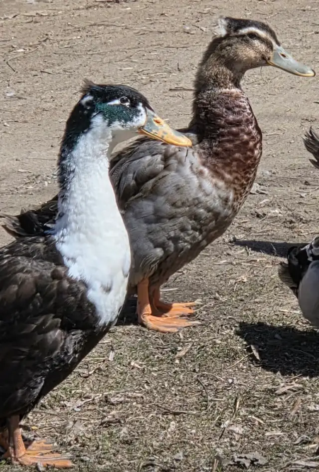 (Yamachiche)2 canards mâles de disponible