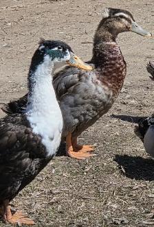 (Yamachiche)2 canards mâles de disponible