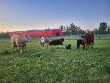 farm help needed