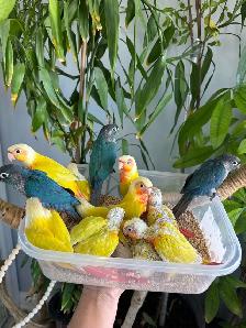 Conure babies (Sun cheek)