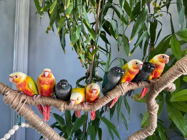 Conure babies (Sun cheek) - Photo 2