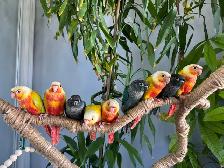 Conure babies (Sun cheek) - Photo 2