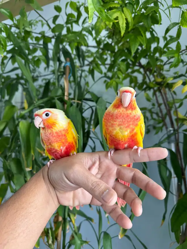 Conure babies (Sun cheek) - Photo 3