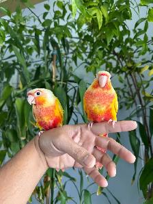 Conure babies (Sun cheek) - Photo 3