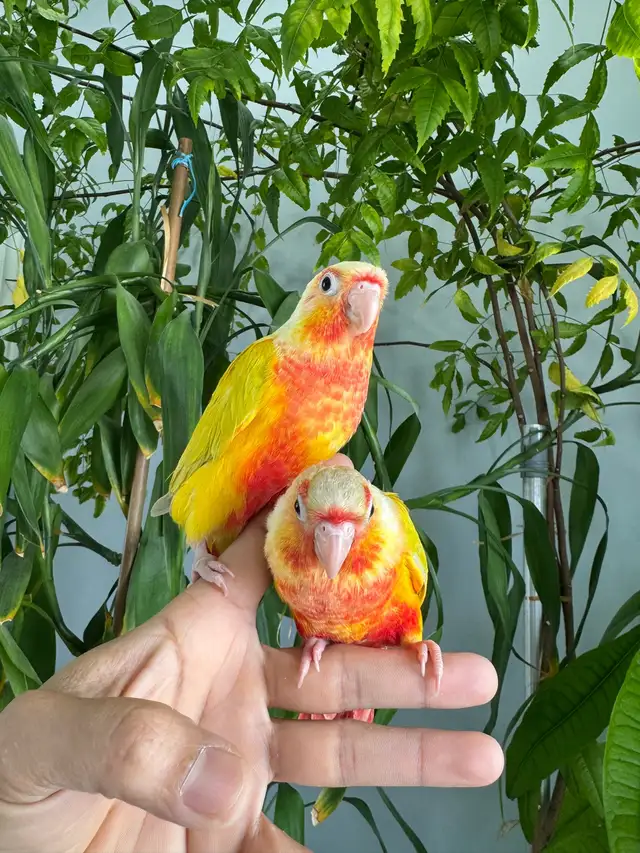 Conure babies (Sun cheek) - Photo 4