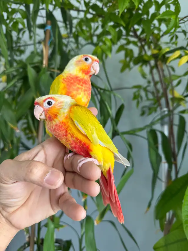 Conure babies (Sun cheek) - Photo 5