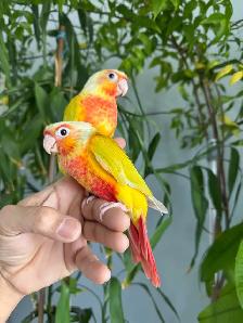 Conure babies (Sun cheek) - Photo 5
