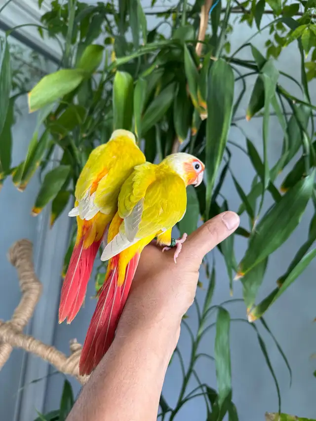 Conure babies (Sun cheek) - Photo 6