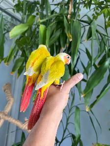 Conure babies (Sun cheek) - Photo 6