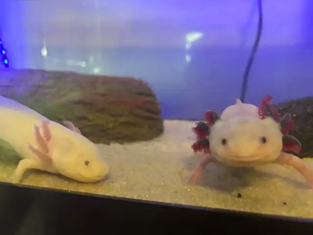 Axolotl Babies
