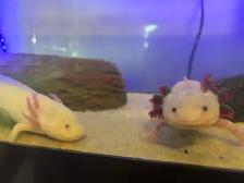 Axolotl Babies