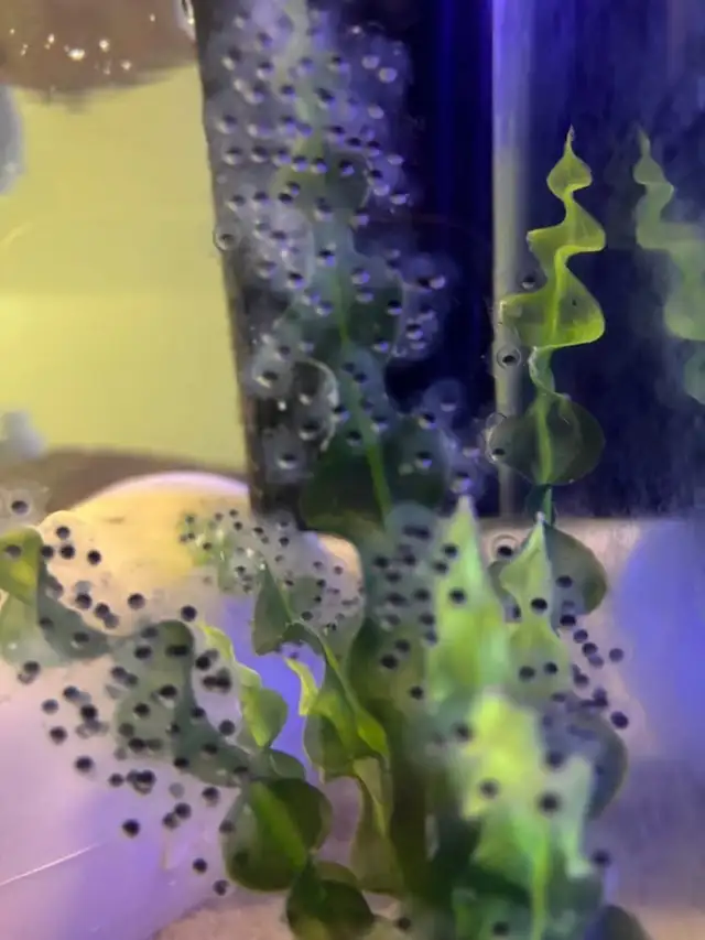 Axolotl Babies - Photo 2