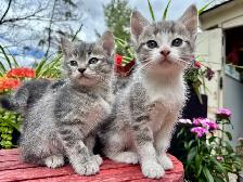 HALF PERSIAN KITTENS 7 WEEKS - Pickering