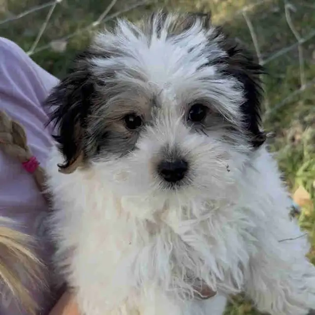 Biewer Yorkie Puppies
