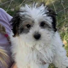 Biewer Yorkie Puppies